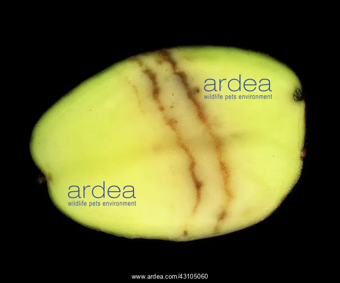 : Spraing symptom of potato mop top virus : Spraing symptom of potato mop top virus