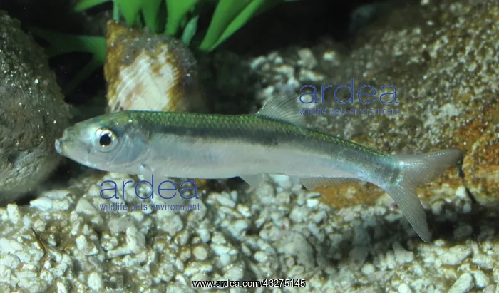 : Sprat; North Sea to Mediterranean : Sprat; North Sea to Mediterranean