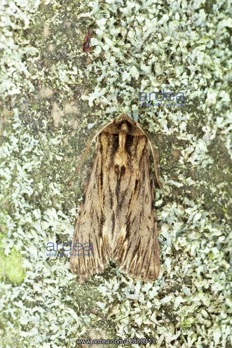 : The Sprawler Moth : The Sprawler Moth