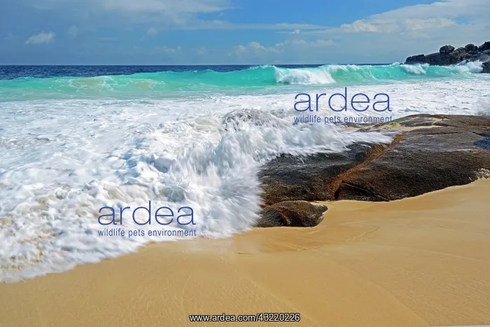  : Spray and surf, Anse Intendance, Mahe Island, Seychelles
