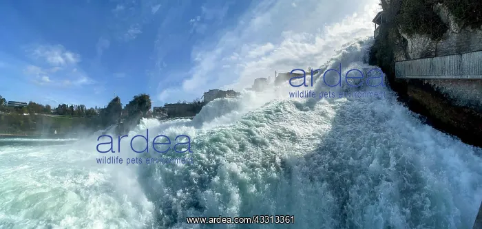 : Spray, waves, surf at the Rhine waterfall, Rhine : Spray, waves, surf at the Rhine waterfall, Rhine