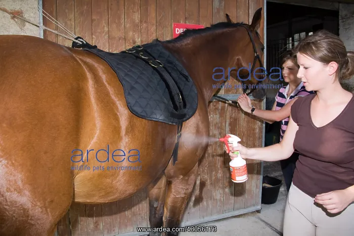 : Spraying anti horseflies and mosquitoes on a Horse : Spraying anti horseflies and mosquitoes on a Horse
