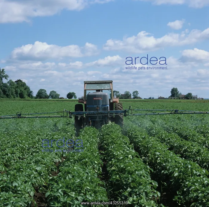 : Spraying a crop of Potatoes (Solanum tuberosum) : Spraying a crop of Potatoes (Solanum tuberosum)