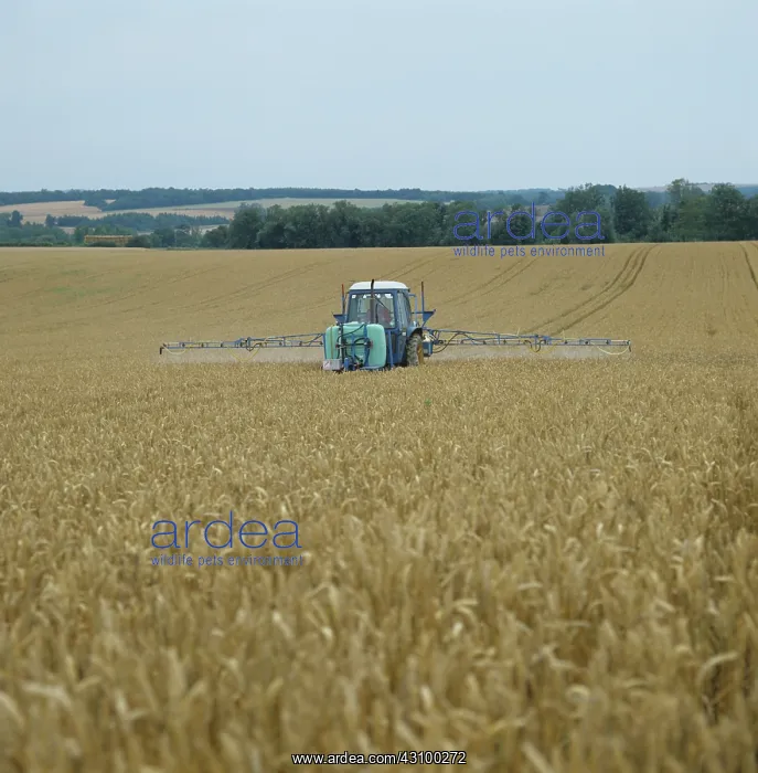 : Spraying ripe wheat crop : Spraying ripe wheat crop