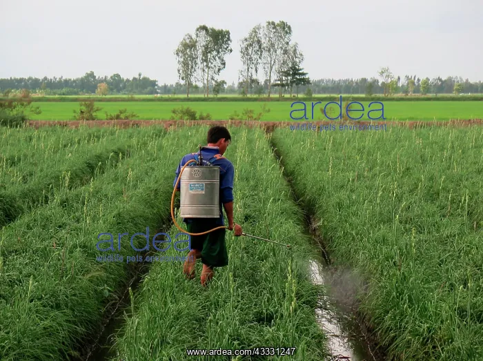 : Spraying, weeding, flower bed, Mekong Delta, Vietnam : Spraying, weeding, flower bed, Mekong Delta, Vietnam
