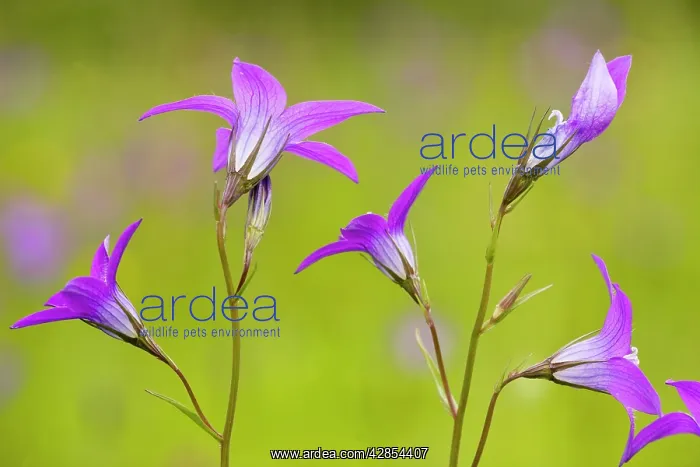 : Spreading Bellflower - rare plant in UK : Spreading Bellflower - rare plant in UK