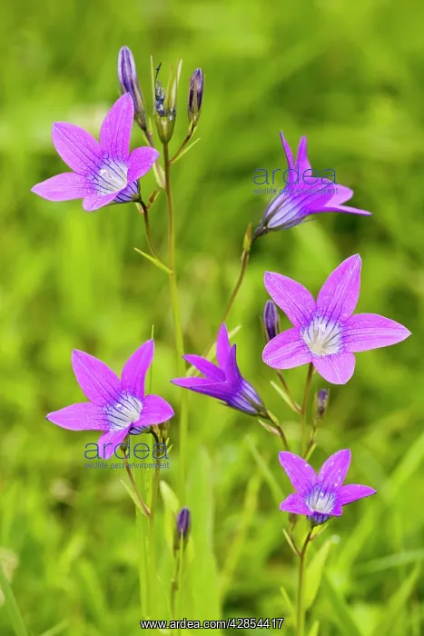 : Spreading Bellflower - rare plant in UK : Spreading Bellflower - rare plant in UK