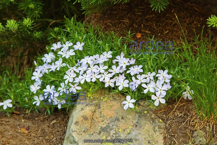 : Spreading Phlox - Polemoniaceae family : Spreading Phlox - Polemoniaceae family