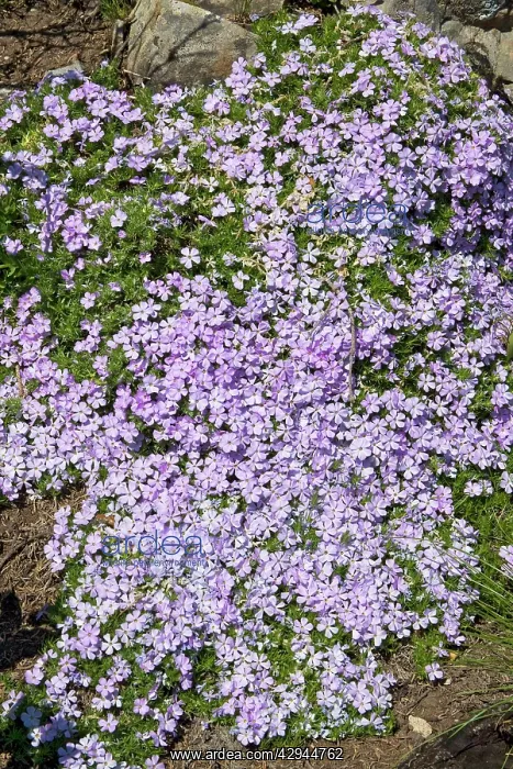 : Spreading Phlox - Polemoniaceae family : Spreading Phlox - Polemoniaceae family