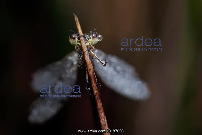 : Spreadwing : Spreadwing