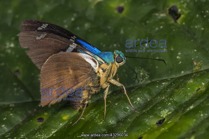 : Spreadwing Skipper (Astraptes fulgerator) butterfly : Spreadwing Skipper (Astraptes fulgerator) butterfly