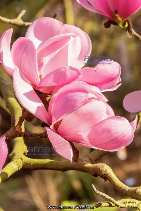 : Sprenger Magnolia (Magnolia sprengeri var. diva) : Sprenger Magnolia (Magnolia sprengeri var. diva)