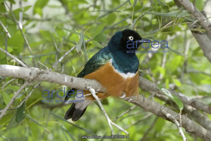 : Spreo Glossy Starling : Spreo Glossy Starling