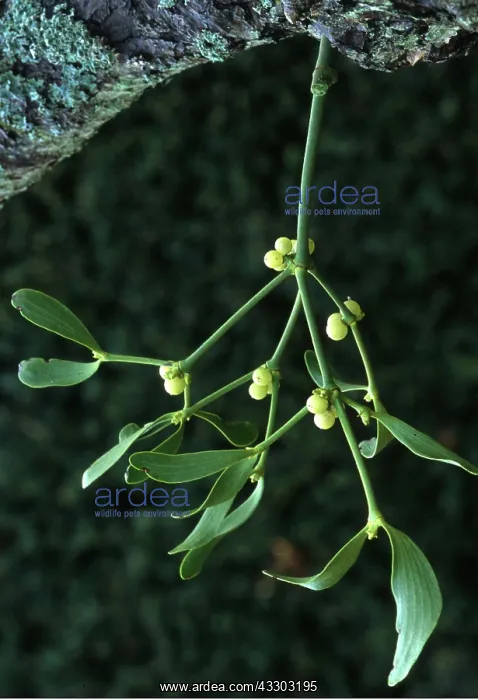 : Sprig of MISTLETOE - a parasitic plant : Sprig of MISTLETOE - a parasitic plant