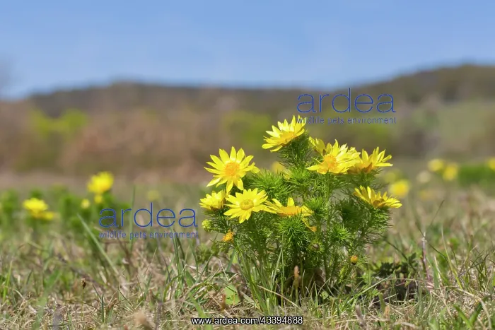 : Spring Adonis : Spring Adonis