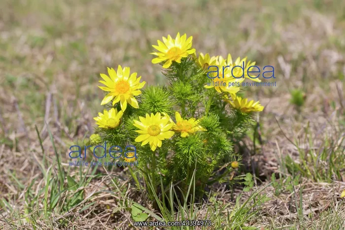 : Spring Adonis : Spring Adonis