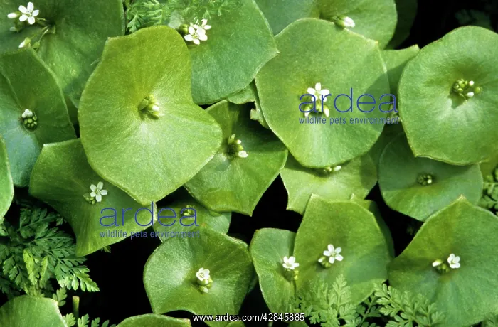 : Spring Beauty : Spring Beauty