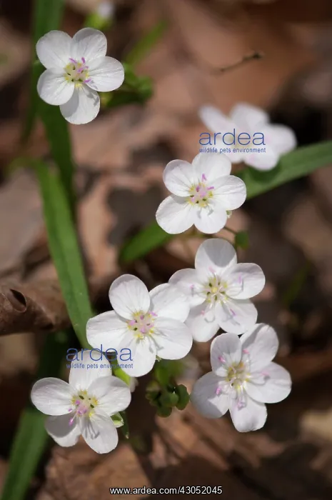 : Spring beauty : Spring beauty
