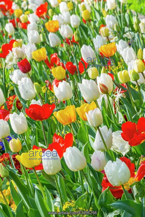 : Spring bulb bed, Tulips : Spring bulb bed, Tulips