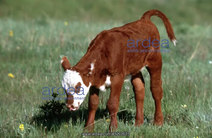 : Spring Calf : Spring Calf