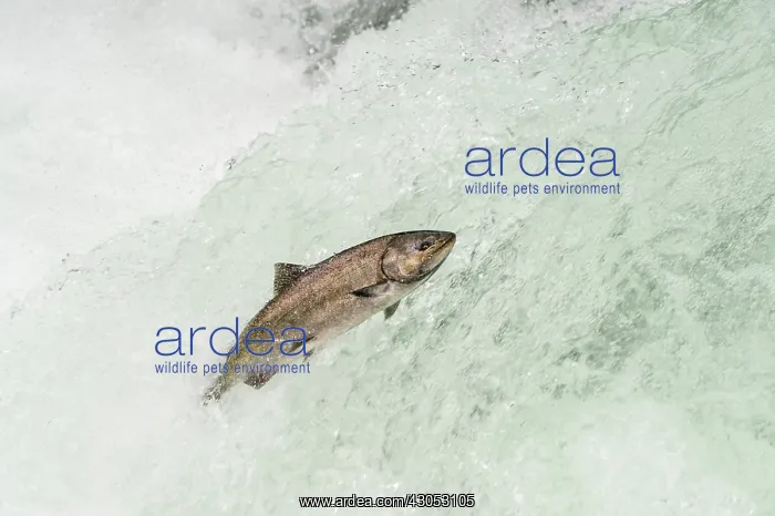 : Spring Chinook Salmon or King Salmon (Oncorhynchus : Spring Chinook Salmon or King Salmon (Oncorhynchus