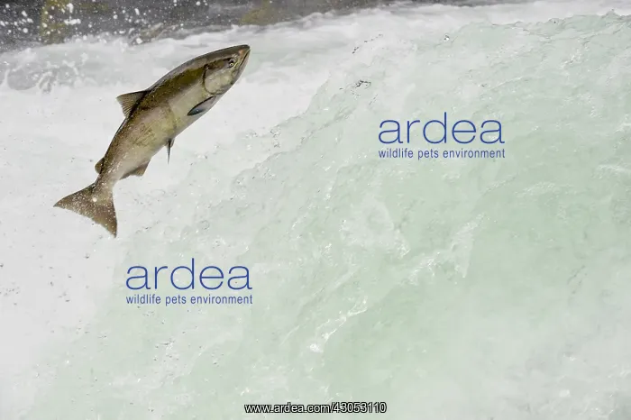 : Spring Chinook Salmon or King Salmon (Oncorhynchus : Spring Chinook Salmon or King Salmon (Oncorhynchus