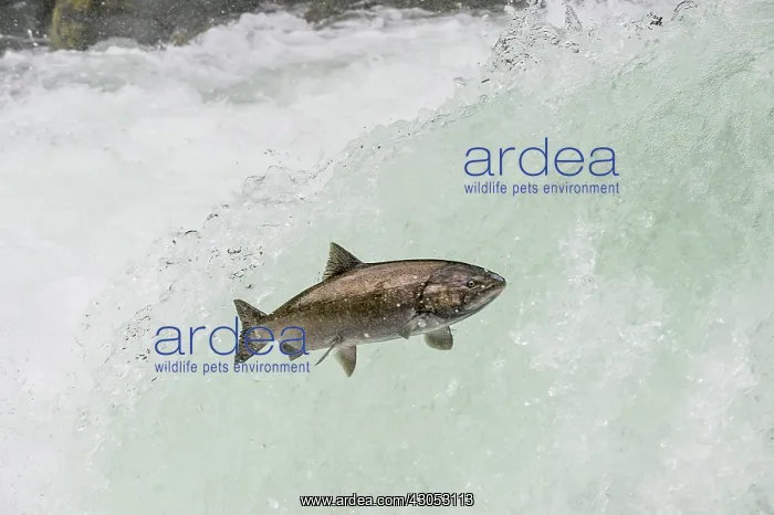 : Spring Chinook Salmon or King Salmon (Oncorhynchus : Spring Chinook Salmon or King Salmon (Oncorhynchus