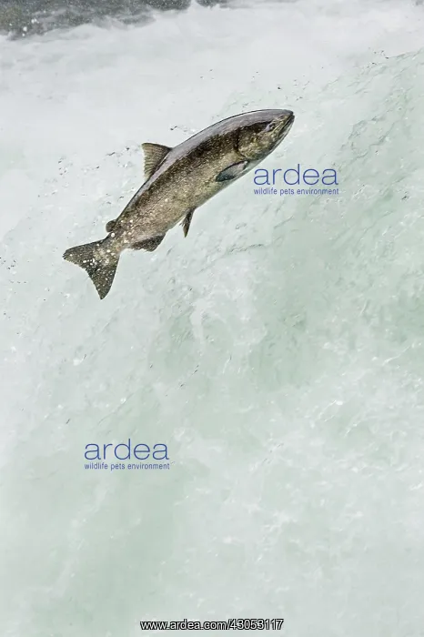 : Spring Chinook Salmon or King Salmon (Oncorhynchus : Spring Chinook Salmon or King Salmon (Oncorhynchus