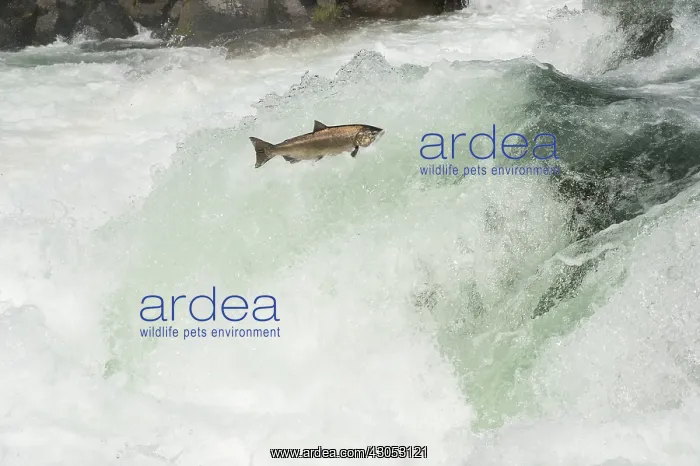 : Spring Chinook Salmon or King Salmon (Oncorhynchus : Spring Chinook Salmon or King Salmon (Oncorhynchus
