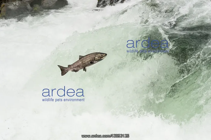 : Spring Chinook Salmon or King Salmon (Oncorhynchus : Spring Chinook Salmon or King Salmon (Oncorhynchus