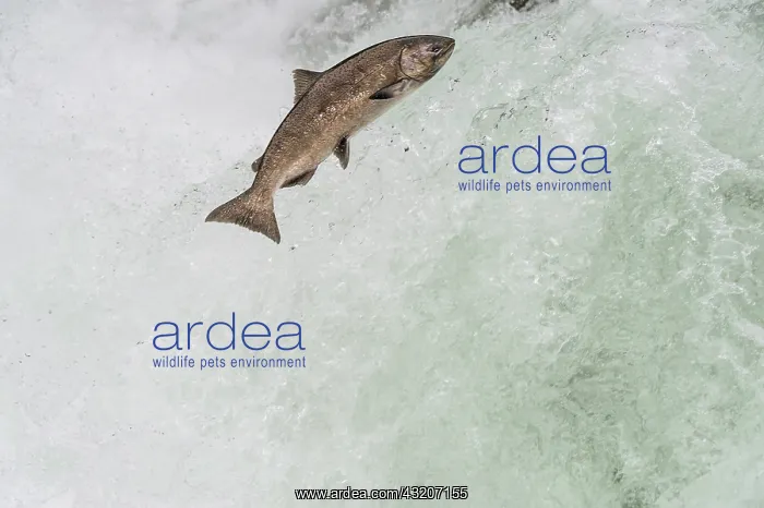 : Spring Chinook Salmon or King Salmon (Oncorhynchus : Spring Chinook Salmon or King Salmon (Oncorhynchus