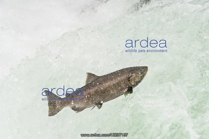 : Spring Chinook Salmon or King Salmon (Oncorhynchus : Spring Chinook Salmon or King Salmon (Oncorhynchus