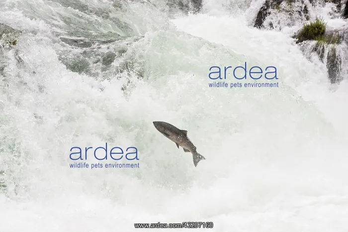 : Spring Chinook Salmon or King Salmon (Oncorhynchus : Spring Chinook Salmon or King Salmon (Oncorhynchus