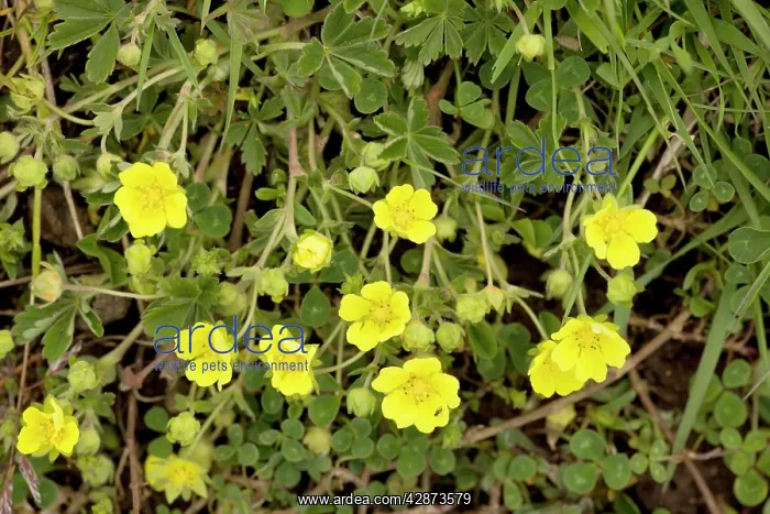 : Spring cinquefoil : Spring cinquefoil