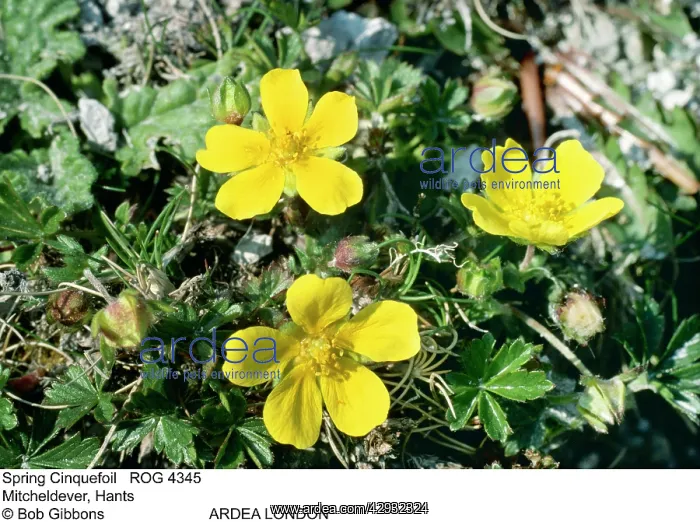 : SPRING CINQUEFOIL : SPRING CINQUEFOIL