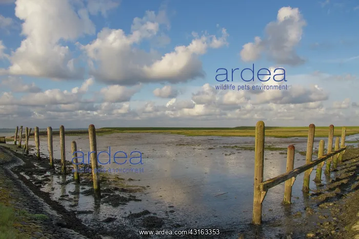 : Spring clouds over an old Dutch harbour at low tide : Spring clouds over an old Dutch harbour at low tide