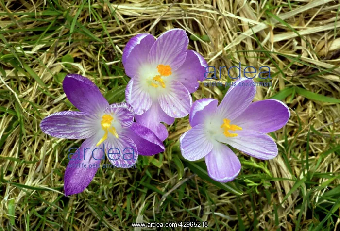 : Spring Crocus : Spring Crocus