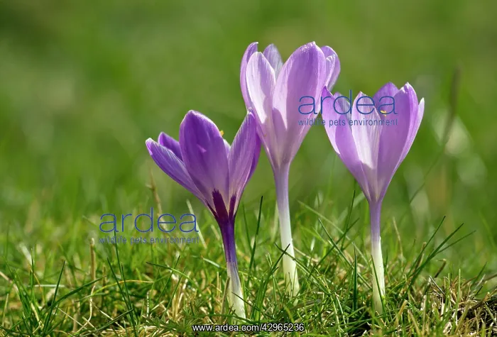 : Spring Crocus : Spring Crocus