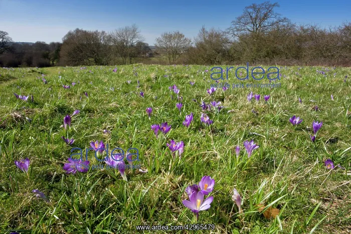 : Spring Crocus : Spring Crocus