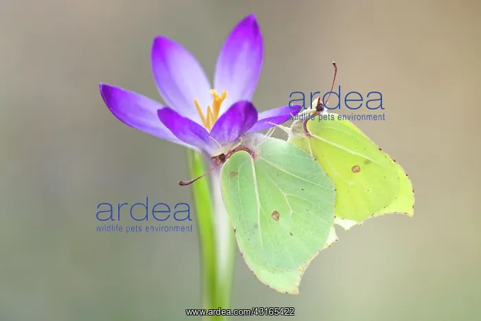 : Spring Crocus : Spring Crocus