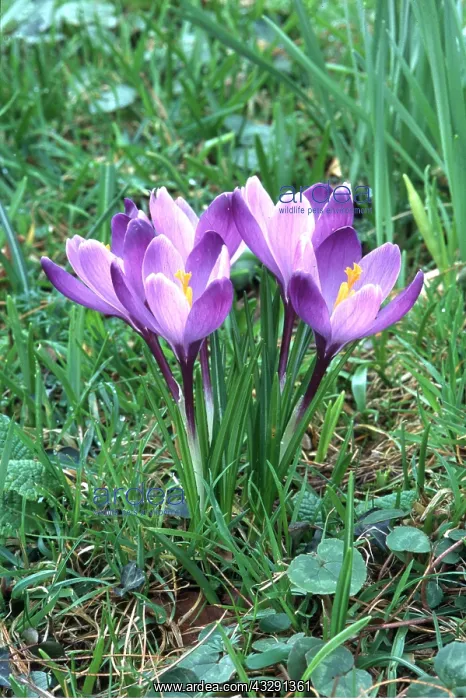 : SPRING CROCUS : SPRING CROCUS