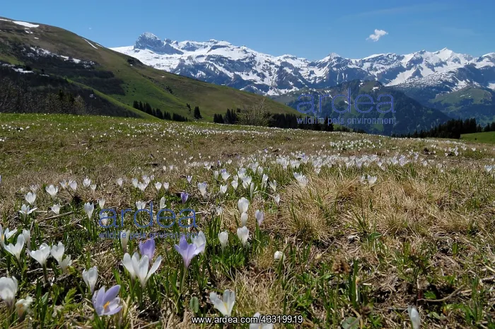 : Spring Crocus : Spring Crocus