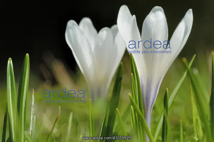 : Spring Crocus : Spring Crocus