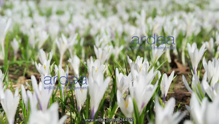  : Spring Crocus (Crocus vernus) in the Austrian