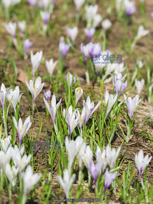 : Spring Crocus (Crocus vernus) in the Austrian : Spring Crocus (Crocus vernus) in the Austrian