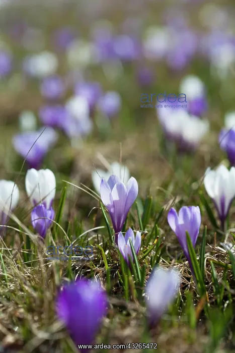 : Spring crocus (Crocus vernus) is a harbinger : Spring crocus (Crocus vernus) is a harbinger