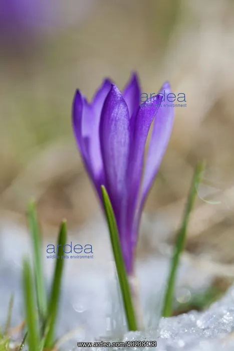 : Spring Crocus (Crocus vernus) in the south : Spring Crocus (Crocus vernus) in the south