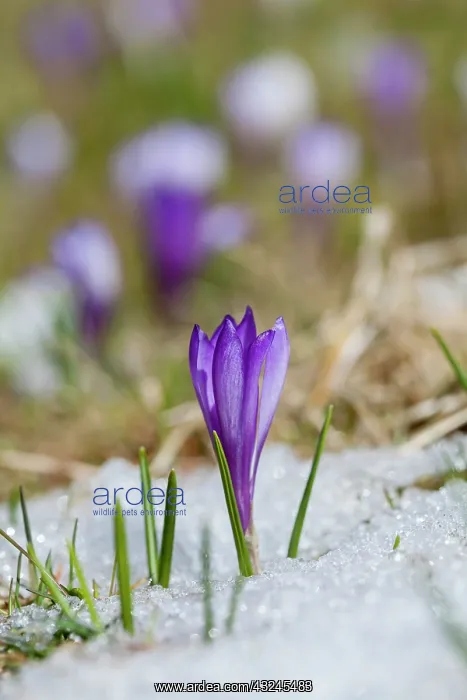 : Spring Crocus (Crocus vernus) in the south : Spring Crocus (Crocus vernus) in the south