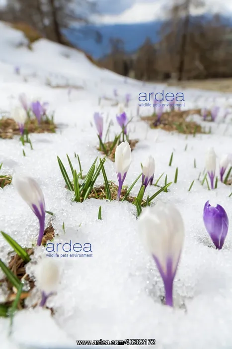 : Spring Crocus (Crocus vernus) in the south : Spring Crocus (Crocus vernus) in the south