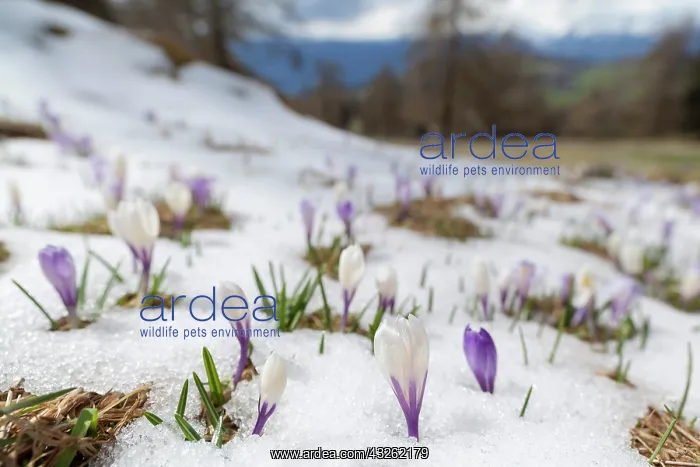 : Spring Crocus (Crocus vernus) in the south : Spring Crocus (Crocus vernus) in the south